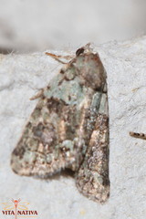 Cryphia pallida