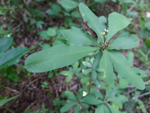 Euphorbia roseana