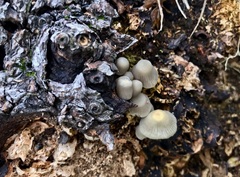 Mycena arcangeliana