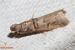 Acrobasis romanella