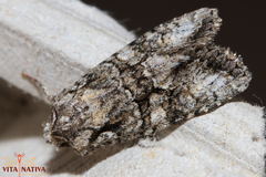 Dryobotodes monochroma