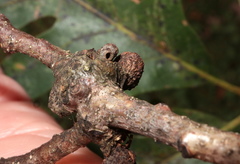 Andricus indistinctus