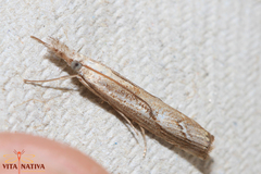 Agriphila trabeatellus