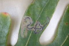 Stigmella saginella