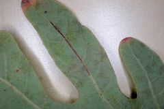 Stigmella saginella