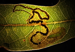 Stigmella saginella