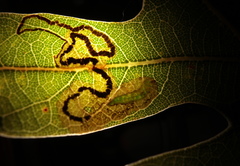 Stigmella saginella