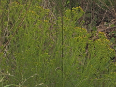 Senecio pampeanus