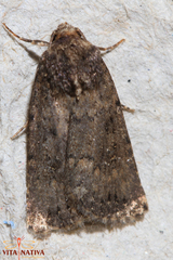 Caradrina germainii