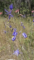 Conanthera bifolia