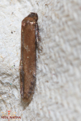 Blastobasis maroccanella