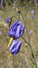 Conanthera bifolia