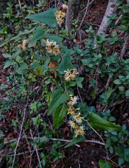 Smilax excelsa