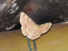 Erastria decrepitaria