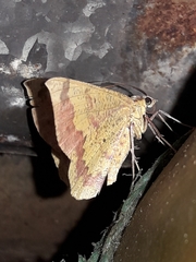 Erastria decrepitaria