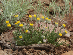 Erigeron bloomeri bloomeri