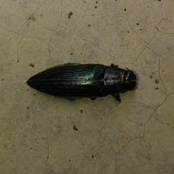 Chrysesthes gymnopleura