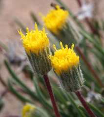 Erigeron bloomeri bloomeri