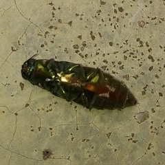 Chrysesthes gymnopleura