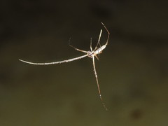Deinopis longipes