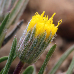 Erigeron bloomeri bloomeri