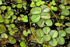 Salvinia biloba