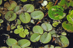 Salvinia biloba