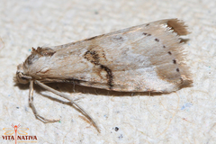 Zebeeba falsalis