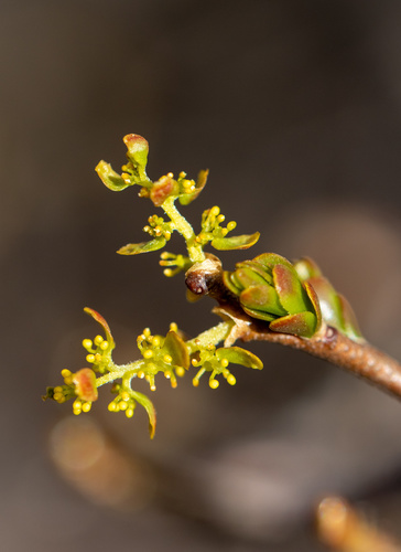 Misodendraceae