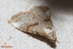 Zebeeba falsalis
