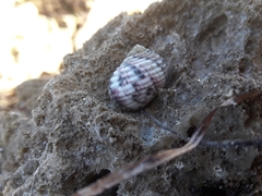 Nerita versicolor