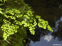 Adiantum chilense
