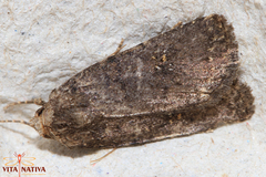 Caradrina germainii