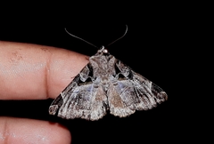 Calyptis