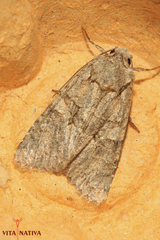 Dryobotodes monochroma