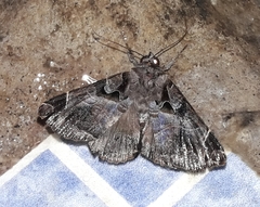 Calyptis