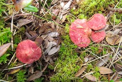 Suillus paluster