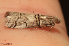 Acrobasis romanella