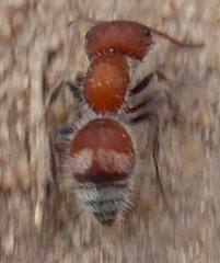 Myrmilloides grandiceps