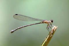 Lestoidea