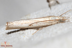 Agriphila trabeatellus