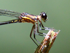 Lestoidea