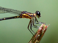 Lestoidea