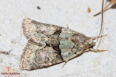 Cryphia pallida