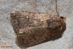 Caradrina germainii