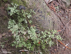 Asplenium dareoides