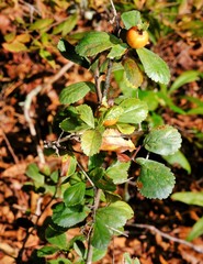 Crataegus uniflora