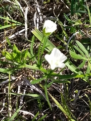 Callirhoe alcaeoides