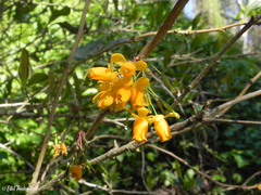 Berberis negeriana