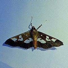 Phostria